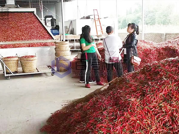 辣椒烘干現場展示